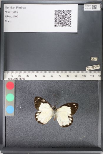 Media type: image;   Entomology 131707